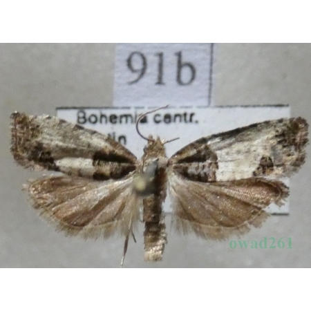 Spilonota ocellana (Denis & Schiffermüller, 1775) Wydłubka oczateczka Czech91b